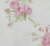 Pink english rose/pale pink